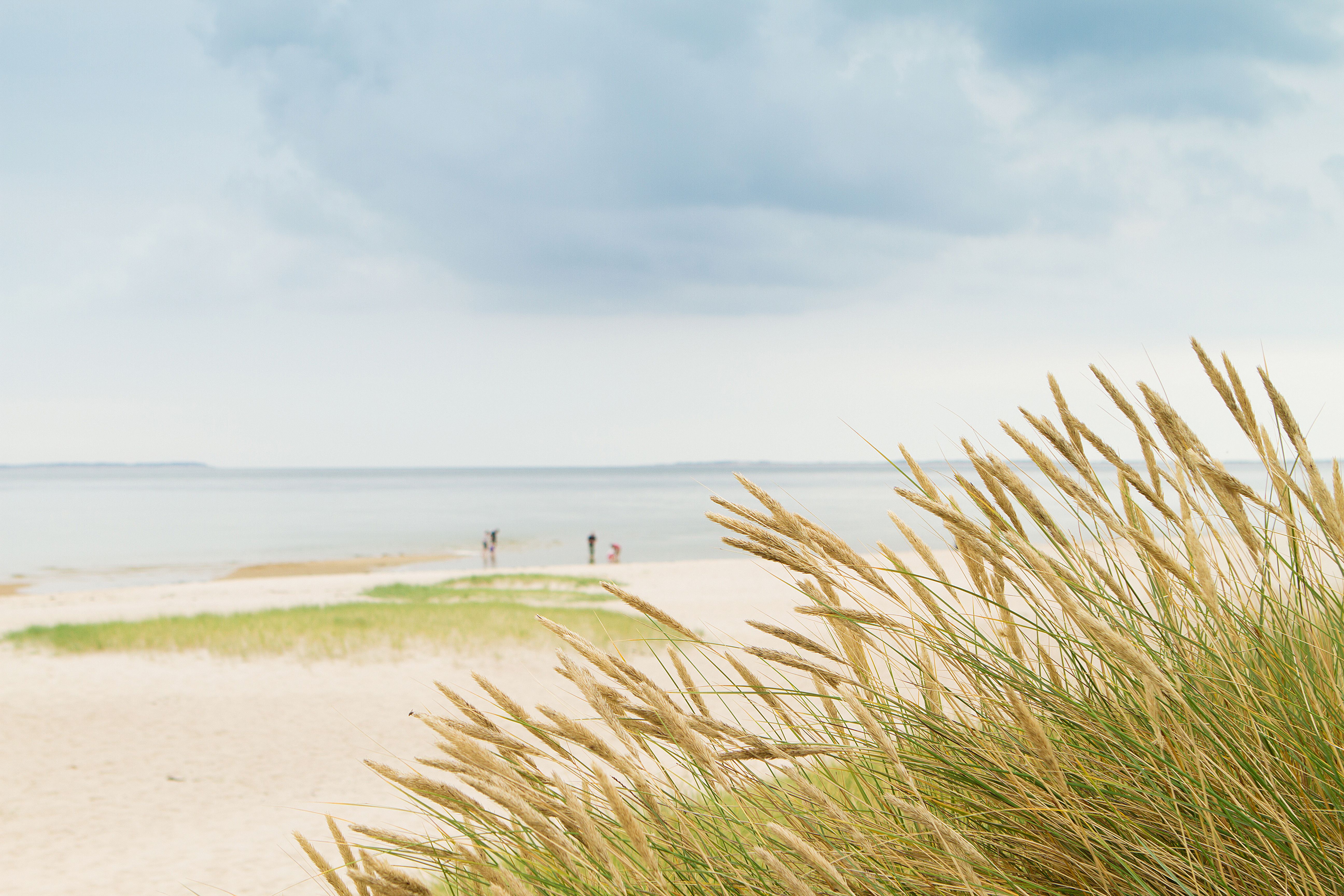 Sylt Dünengras mit Blick auf den Strand